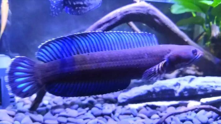 雷龍魚魚缸逃脫案例分析，雷龍魚逃脫后常見疾病預防雷龍魚逃脫后常見疾病預防 雷龍魚魚缸逃脫案例分析，雷龍魚逃脫后常見疾病預防雷龍魚逃脫后常見疾病預防 魚缸百科 第4張