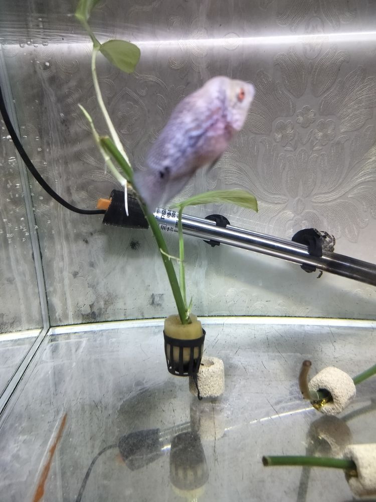 幫忙看看這是啥品種這是啥品種？@圈子小助手
