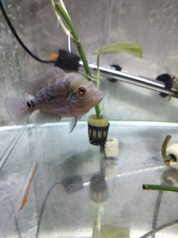 幫忙看看這是啥品種這是啥品種？@圈子小助手