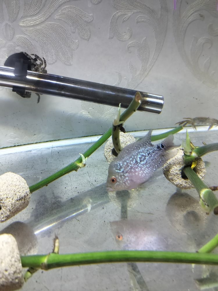 幫忙看看這是啥品種這是啥品種？@圈子小助手