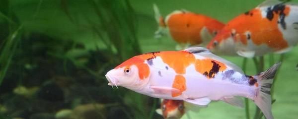 觀賞魚食用魚混養可以嗎（觀賞魚和食用魚混養的可能性之前需要了解觀賞魚和食用魚的基本特性）