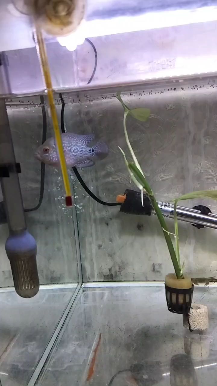 看看羅漢有潛力不