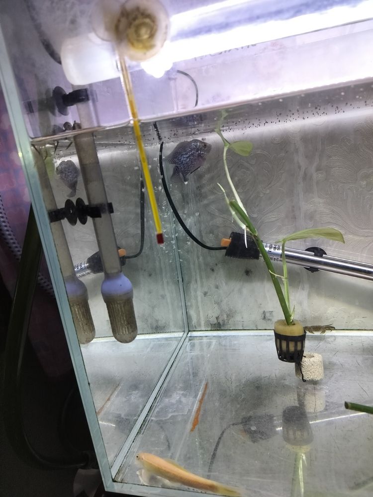 看看我的羅漢有潛力不 看看我的羅漢有潛力不 龍魚論壇