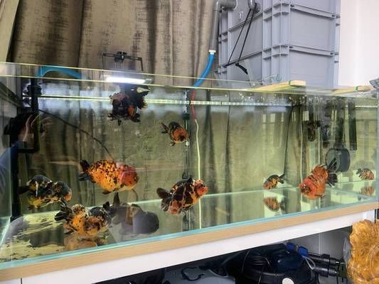 60厘米的魚缸多少升水:60厘米魚缸水位計算公式是多少魚缸多少升水 魚缸百科 第2張 60厘米的魚缸多少升水:60厘米魚缸水位計算公式是多少魚缸多少升水 60厘米的魚缸多少升水:60厘米魚缸水位計算公式是多少魚缸多少升水 魚缸百科 第2張