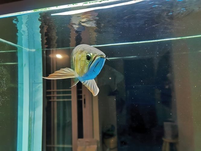博特魚缸溢流區怎么拆卸：博特魚缸溢流區怎么拆卸博特魚缸溢流區怎么拆卸