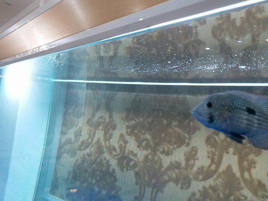 博特魚缸溢流區怎么拆卸：博特魚缸溢流區怎么拆卸博特魚缸溢流區怎么拆卸