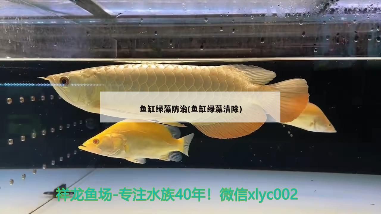 魚缸綠藻防治(魚缸綠藻清除)