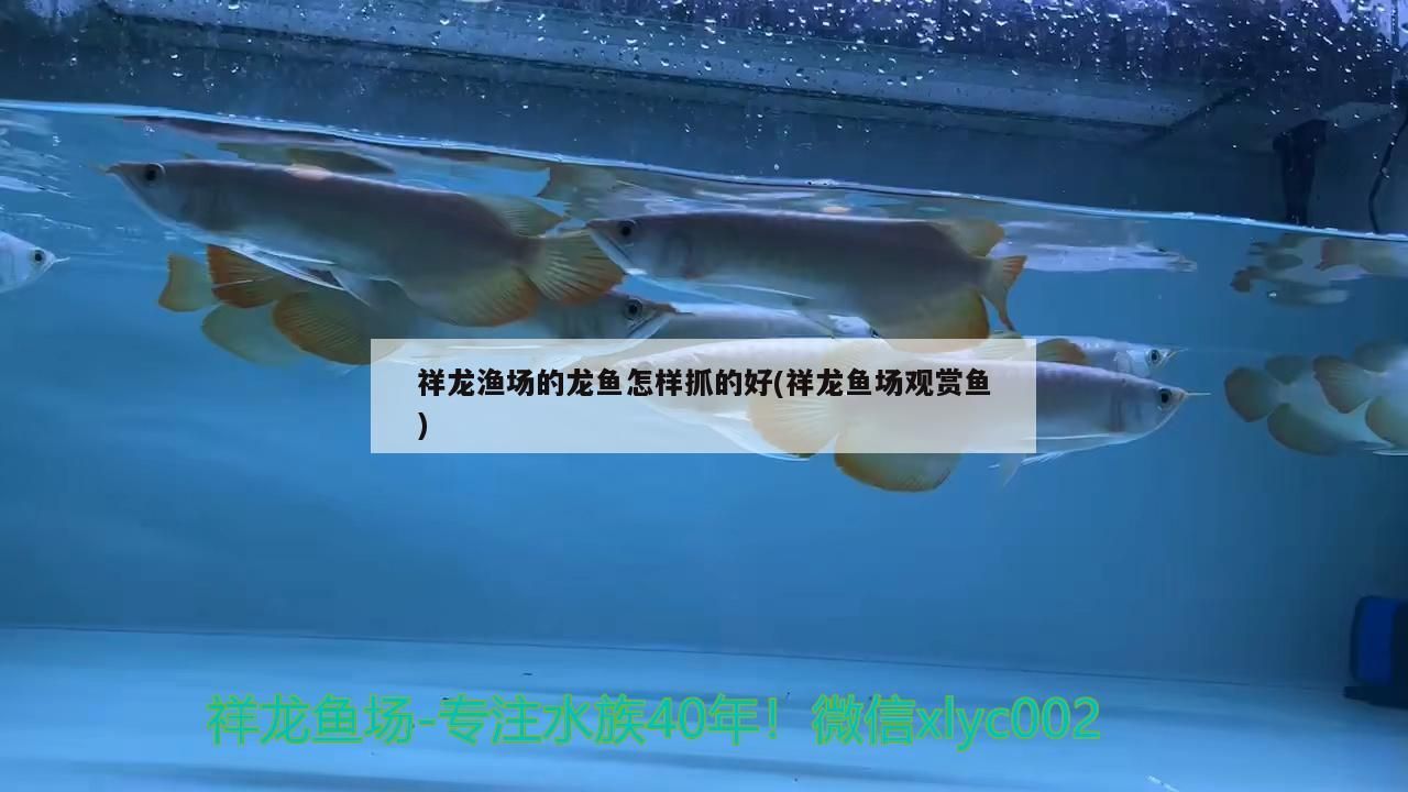 祥龍漁場(chǎng)的龍魚怎樣抓的好(祥龍魚場(chǎng)觀賞魚)