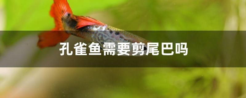 孔雀魚需要剪尾巴嗎 孔雀魚需要剪尾巴嗎 九鼎魚缸