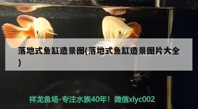 龍魚干蝦有營養嗎 可麗愛魚缸廠家聯系電話號碼(可麗愛魚缸廠家聯系電話號碼查詢) 黃金貓魚百科 可麗愛魚缸廠家聯系電話號碼(可麗愛魚缸廠家聯系電話號碼查詢) 可麗愛魚缸廠家聯系電話號碼(可麗愛魚缸廠家聯系電話號碼查詢) 黃金貓魚百科