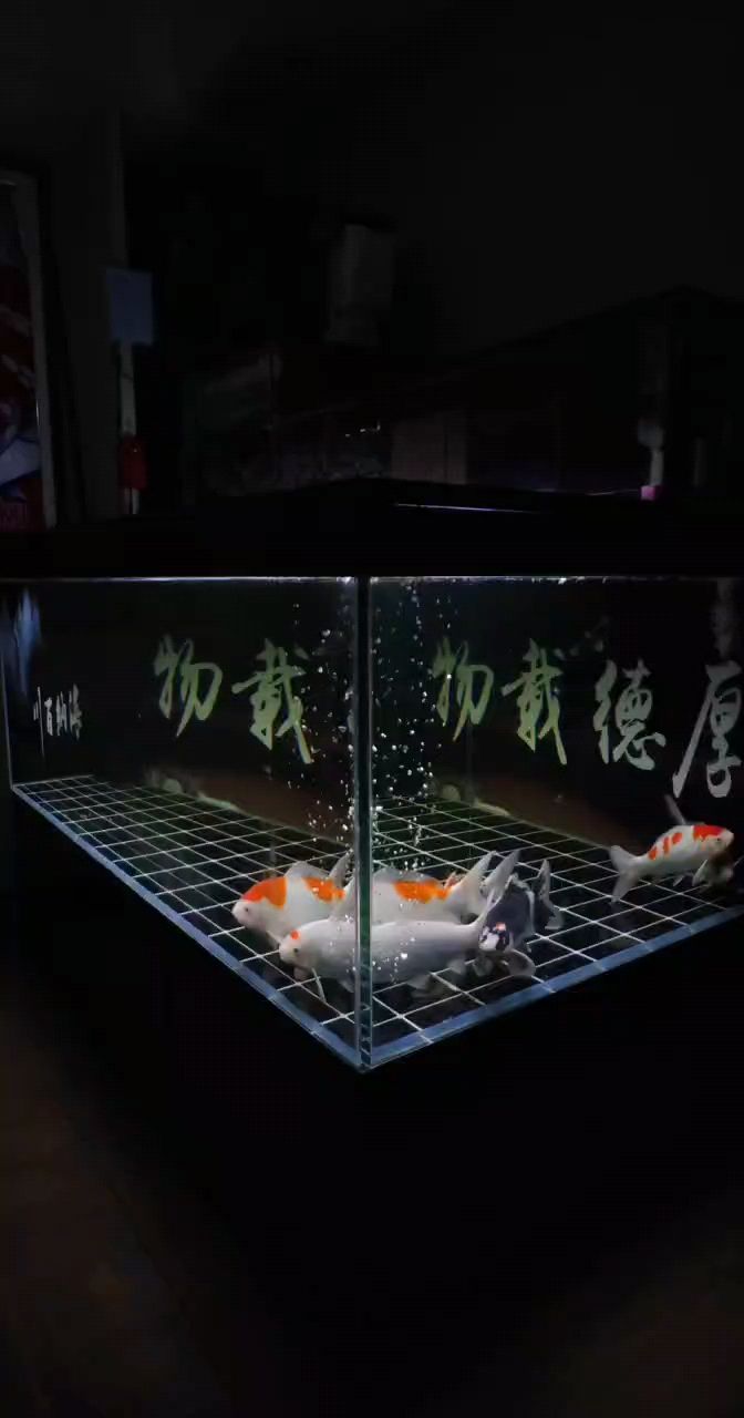 換成兩缸養了 換成兩缸養了 龍魚論壇