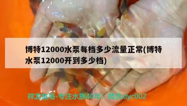 魚缸造景先放沙還是先放水(魚缸造景先鋪沙還是先放石頭) 博特12000水泵每檔多少流量正常(博特水泵12000開到多少檔) 博特水族 博特12000水泵每檔多少流量正常(博特水泵12000開到多少檔) 博特12000水泵每檔多少流量正常(博特水泵12000開到多少檔) 博特水族