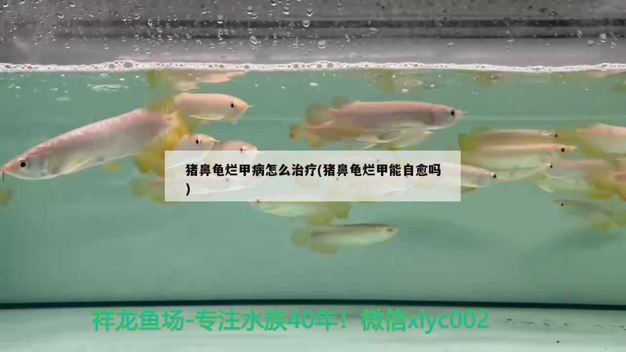 豬鼻龜爛甲病怎么治療(豬鼻龜爛甲能自愈嗎) 豬鼻龜爛甲病怎么治療(豬鼻龜爛甲能自愈嗎) 豬鼻龜百科