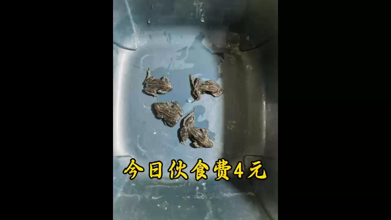 食譜如下： 1、3：小魚 2、4：蝦肉 5：泥鰍 6：林蛙 日：停食 3天一換水，50水位換30，快養金龍！