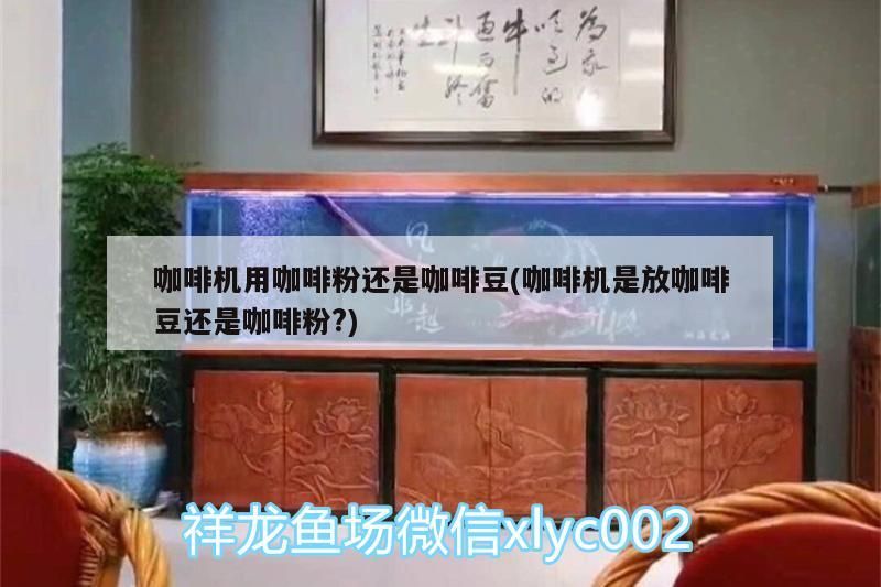 黃金龍魚圖片欣賞，黃金龍魚圖片大全