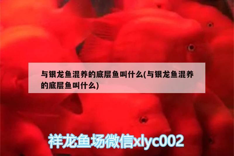 觀賞魚 與銀龍魚混養(yǎng)的底層魚叫什么(與銀龍魚混養(yǎng)的底層魚叫什么) 銀龍魚百科 與銀龍魚混養(yǎng)的底層魚叫什么(與銀龍魚混養(yǎng)的底層魚叫什么) 與銀龍魚混養(yǎng)的底層魚叫什么(與銀龍魚混養(yǎng)的底層魚叫什么) 銀龍魚百科