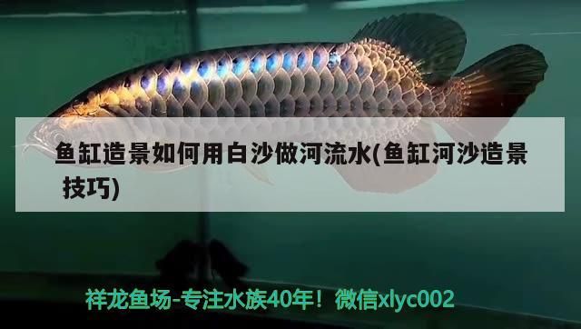 給大魚缸換水的作文:體驗給大魚缸換水的樂趣:體驗給大魚缸換水:給大魚缸換水的作文 魚缸器材擺放圖片大全集(魚缸上面放什么擺件好視頻圖) 觀賞魚百科 魚缸器材擺放圖片大全集(魚缸上面放什么擺件好視頻圖) 魚缸器材擺放圖片大全集(魚缸上面放什么擺件好視頻圖) 觀賞魚百科