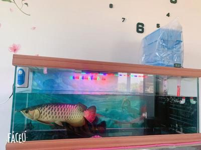 虎魚一天喂一次可以嗎：虎魚一天喂一次可以嗎虎魚一天喂一次可以嗎，需要注意什么 虎魚一天喂一次可以嗎：虎魚一天喂一次可以嗎虎魚一天喂一次可以嗎，需要注意什么 虎魚百科 第3張