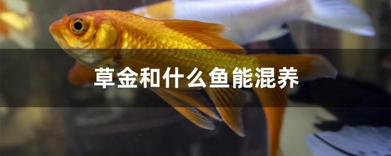 草金和什么魚能混養