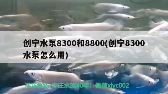 創寧水泵8300和8800(創寧8300水泵怎么用) 創寧水泵8300和8800(創寧8300水泵怎么用) 創寧水族