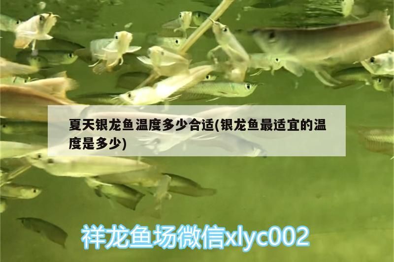 鸚鵡魚和銀龍魚混養怎樣喂食 夏天銀龍魚溫度多少合適(銀龍魚最適宜的溫度是多少) 銀龍魚百科 夏天銀龍魚溫度多少合適(銀龍魚最適宜的溫度是多少) 夏天銀龍魚溫度多少合適(銀龍魚最適宜的溫度是多少) 銀龍魚百科