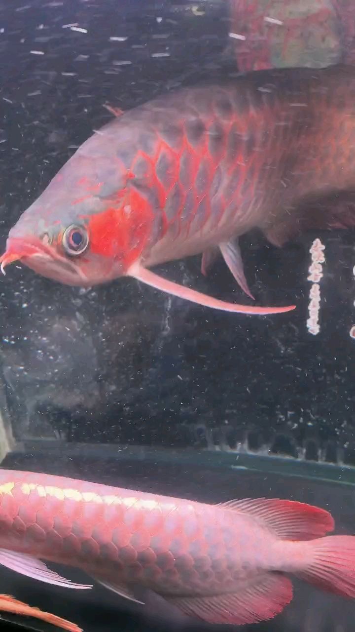 我的虎魚真菌感染了要怎么處理 開始打架了! 龍魚論壇 開始打架了! 開始打架了! 龍魚論壇