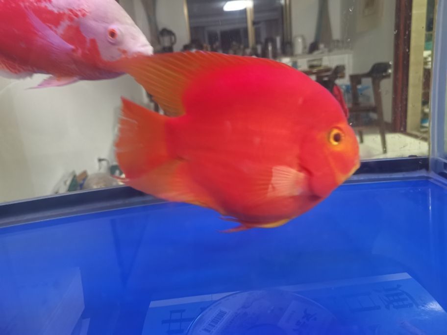 寶豐縣國峰水族旗航店