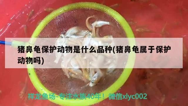 龍魚怕什么 豬鼻龜保護動物是什么品種(豬鼻龜屬于保護動物嗎) 豬鼻龜百科 豬鼻龜保護動物是什么品種(豬鼻龜屬于保護動物嗎) 豬鼻龜保護動物是什么品種(豬鼻龜屬于保護動物嗎) 豬鼻龜百科