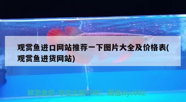 福州龍魚(yú)視頻（福州游龍魚(yú)） 福州龍魚(yú)視頻（福州游龍魚(yú)） 吉印水族