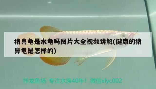 魚缸用增氧泵價格是多少:魚缸增氧機-xtrac增氧機-xtrac增氧機 豬鼻龜是水龜嗎圖片大全視頻講解(健康的豬鼻龜是怎樣的) 豬鼻龜百科 豬鼻龜是水龜嗎圖片大全視頻講解(健康的豬鼻龜是怎樣的) 豬鼻龜是水龜嗎圖片大全視頻講解(健康的豬鼻龜是怎樣的) 豬鼻龜百科