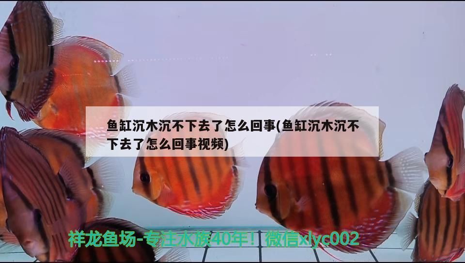 魚缸沉木沉不下去了怎么回事(魚缸沉木沉不下去了怎么回事視頻)