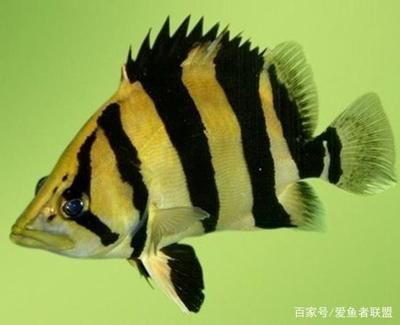 印尼虎魚體色變化原因,印尼虎魚體色變化的自我保護機制 虎魚百科 第1張 印尼虎魚體色變化原因,印尼虎魚體色變化的自我保護機制 印尼虎魚體色變化原因,印尼虎魚體色變化的自我保護機制 虎魚百科 第1張