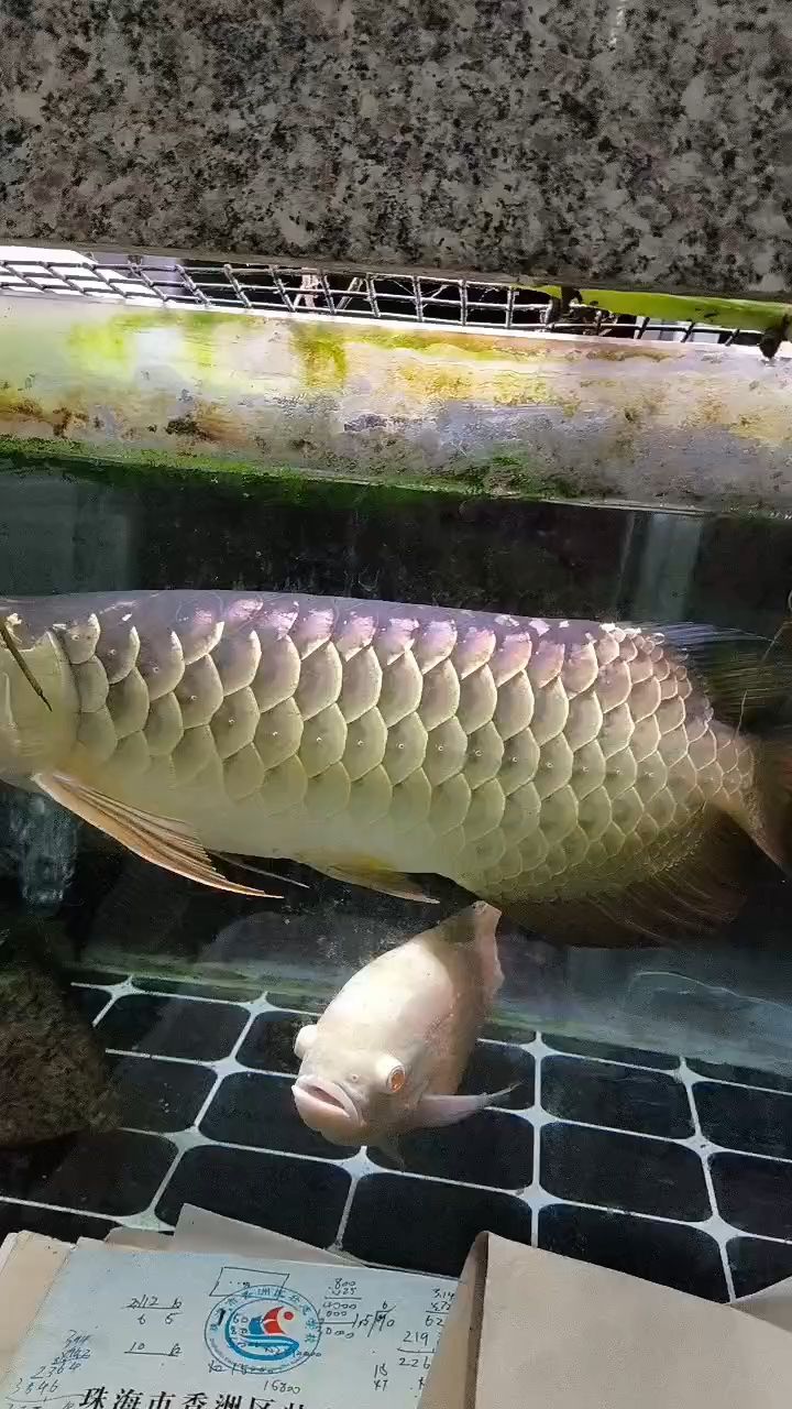 有幾片磷一直都是黑的怎么辦，能變亮么？