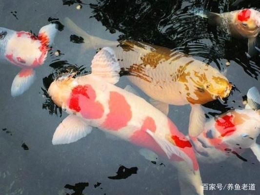 萊蕪哪里有賣魚缸的地方啊圖片（萊蕪哪里有賣魚缸的地方啊圖片及價格）