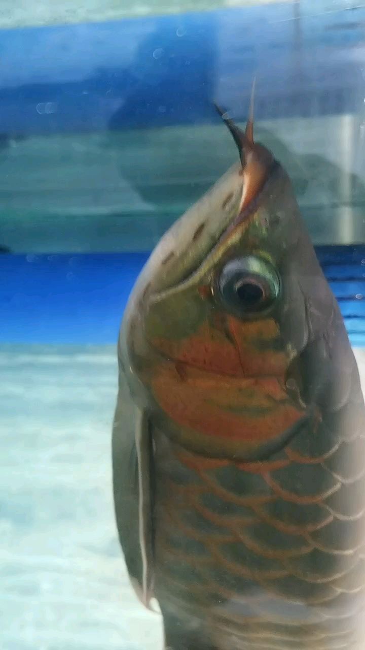 像蟲紋，記錄一下，馬上要被魚友撈走了