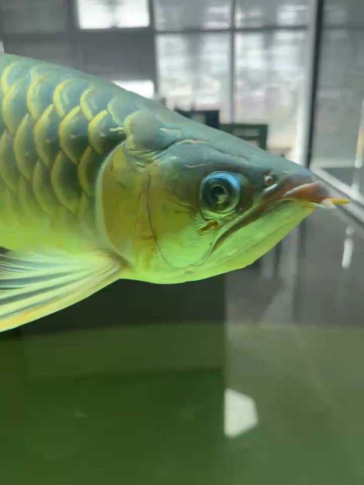 龍魚這眼睛什么問題？