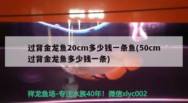 過(guò)背金龍魚(yú)20cm多少錢(qián)一條魚(yú)(50cm過(guò)背金龍魚(yú)多少錢(qián)一條) 過(guò)背金龍魚(yú)20cm多少錢(qián)一條魚(yú)(50cm過(guò)背金龍魚(yú)多少錢(qián)一條) 金龍魚(yú)百科
