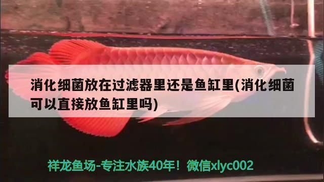 消化細菌放在過濾器里還是魚缸里(消化細菌可以直接放魚缸里嗎) 消化細菌放在過濾器里還是魚缸里(消化細菌可以直接放魚缸里嗎) 可麗愛魚缸