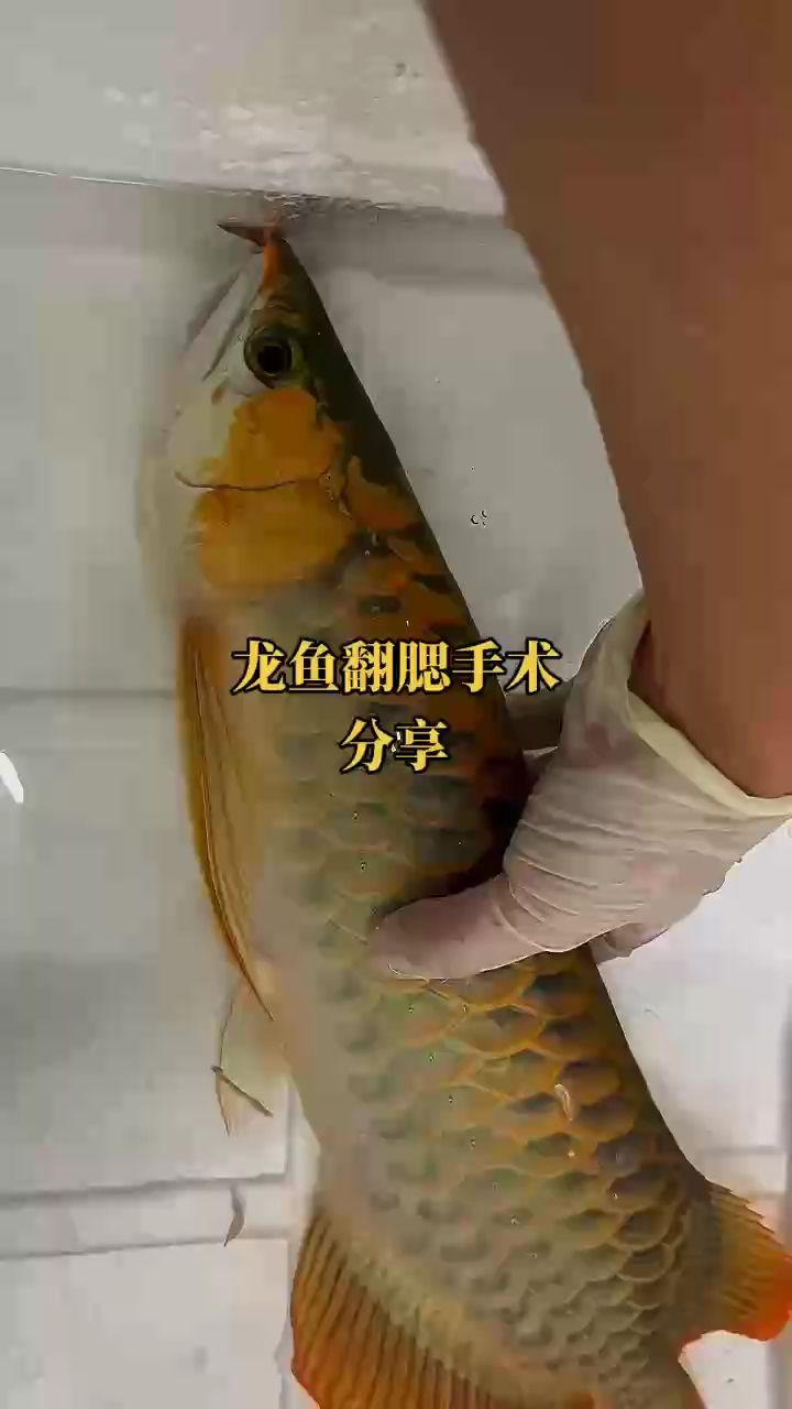 龍魚翻腮手術分享