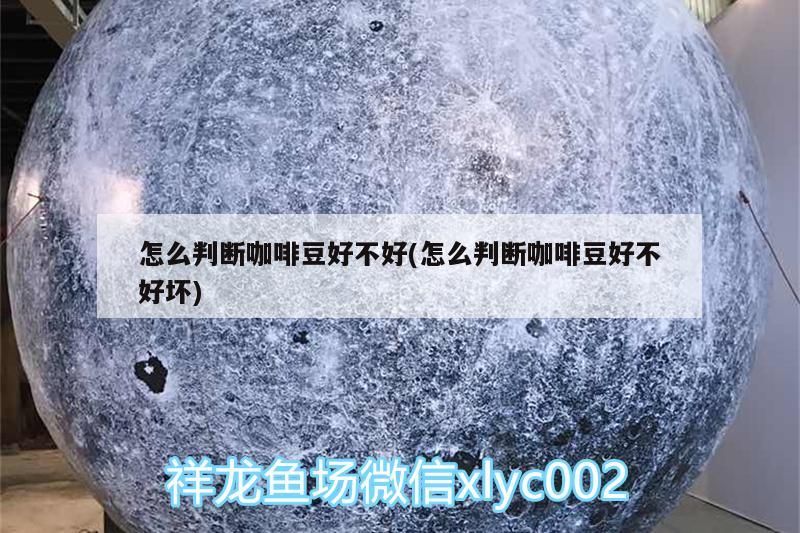 魚缸用增氧泵價格是多少:魚缸增氧機-xtrac增氧機-xtrac增氧機 怎么判斷咖啡豆好不好(怎么判斷咖啡豆好不好壞) 馬來西亞咖啡 怎么判斷咖啡豆好不好(怎么判斷咖啡豆好不好壞) 怎么判斷咖啡豆好不好(怎么判斷咖啡豆好不好壞) 馬來西亞咖啡
