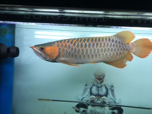 龍魚翻腮手術(shù)后能長好嗎?vs祥龍魚場:龍魚翻腮手術(shù)后恢復(fù)情況如何? vs祥龍魚場 第5張 龍魚翻腮手術(shù)后能長好嗎?vs祥龍魚場:龍魚翻腮手術(shù)后恢復(fù)情況如何? 龍魚翻腮手術(shù)后能長好嗎?vs祥龍魚場:龍魚翻腮手術(shù)后恢復(fù)情況如何? vs祥龍魚場 第5張