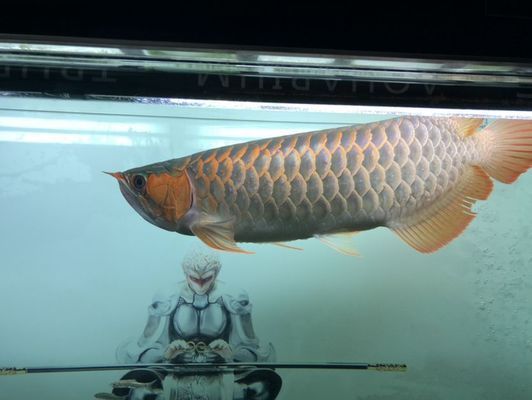龍魚翻腮手術(shù)后能長好嗎?vs祥龍魚場:龍魚翻腮手術(shù)后恢復(fù)情況如何? vs祥龍魚場 第4張 龍魚翻腮手術(shù)后能長好嗎?vs祥龍魚場:龍魚翻腮手術(shù)后恢復(fù)情況如何? 龍魚翻腮手術(shù)后能長好嗎?vs祥龍魚場:龍魚翻腮手術(shù)后恢復(fù)情況如何? vs祥龍魚場 第4張