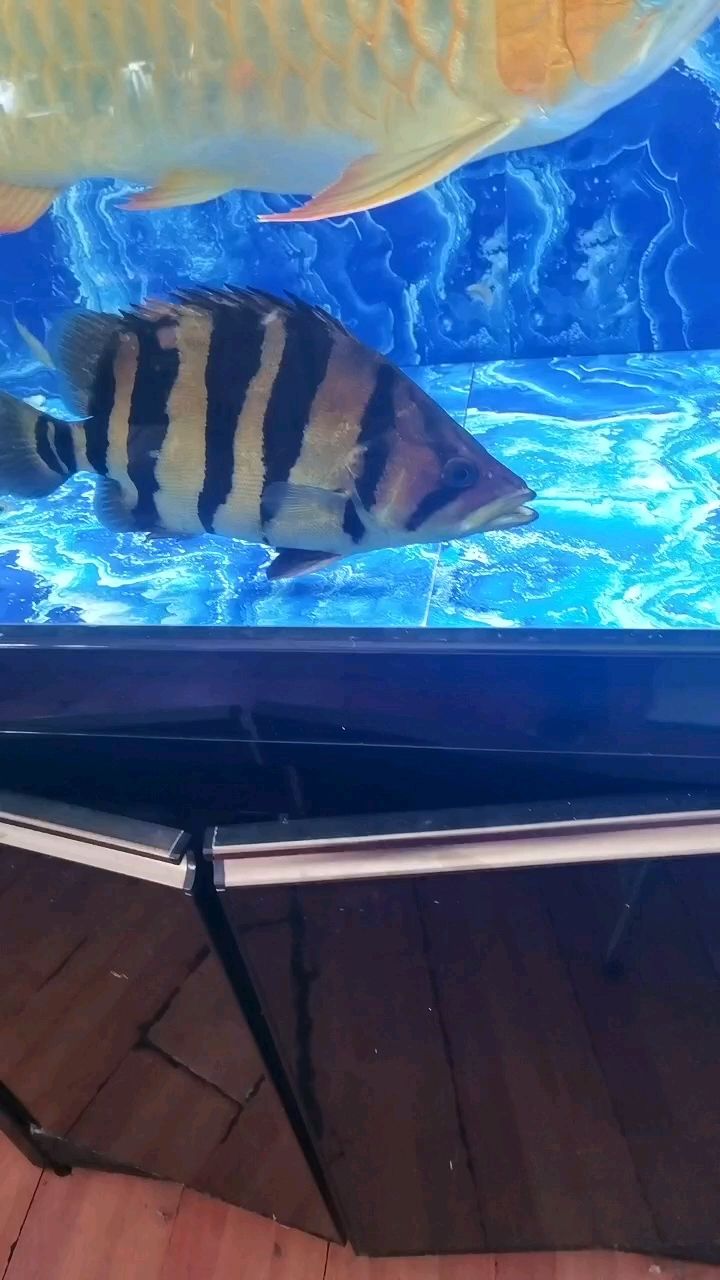 虎魚最近老是張著嘴，游動慢很多，這樣是對嗎