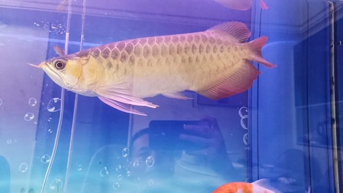 龍魚(yú)眼睛里面有白點(diǎn)點(diǎn)怎么回事，龍魚(yú)眼睛里面有白點(diǎn)怎么回事，龍魚(yú)的眼睛里面有白點(diǎn)點(diǎn)怎么回事啊 龍魚(yú)眼睛里面有白點(diǎn)點(diǎn)怎么回事，龍魚(yú)眼睛里面有白點(diǎn)怎么回事，龍魚(yú)的眼睛里面有白點(diǎn)點(diǎn)怎么回事啊 觀賞魚(yú)百科 第1張