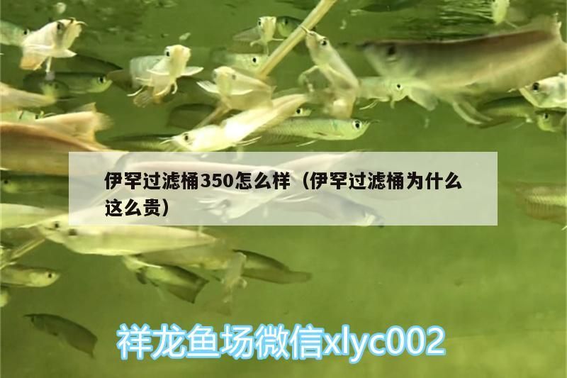 伊罕過濾桶350怎么樣（伊罕過濾桶為什么這么貴） 伊罕過濾桶350怎么樣（伊罕過濾桶為什么這么貴） 伊罕水族