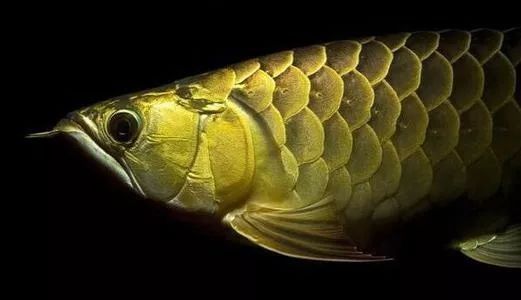 龍魚打架鱗片掉了一半vs祥龍魚場：龍魚因爭斗導(dǎo)致鱗片受損，一半脫落的事件 龍魚打架鱗片掉了一半vs祥龍魚場：龍魚因爭斗導(dǎo)致鱗片受損，一半脫落的事件 vs祥龍魚場 第3張