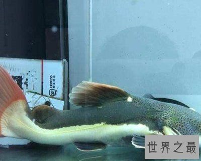 黃金貓魚繁殖飼料選擇指南（金魚繁殖飼料品牌推薦，黃金貓魚繁殖飼料成分表解讀）