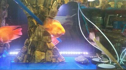 黃金貓魚繁殖飼料選擇指南（金魚繁殖飼料品牌推薦，黃金貓魚繁殖飼料成分表解讀）