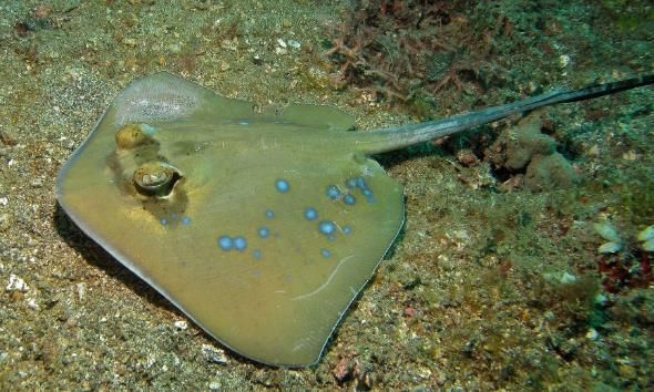 魟是不是魔鬼魚：魟魚和魔鬼魚在某些方面有一定的相似性，但它們并不是同一種魚類
