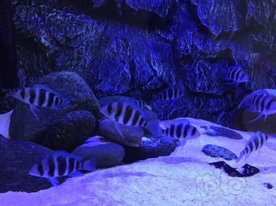 虎魚為什么不能放隔離：虎魚為什么不能放隔離，